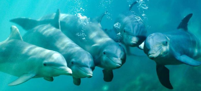 Un estudio demuestra que la música clásica influye en el comportamiento de los delfines